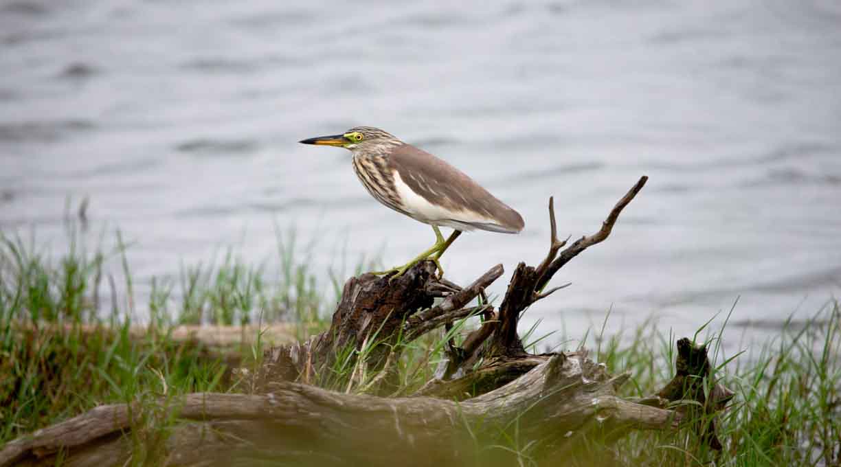Wild birds on Hainan island
