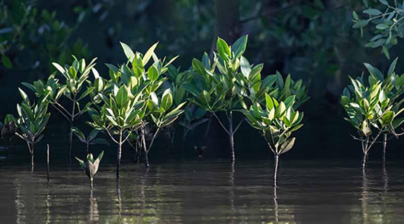 Hainan mangroves