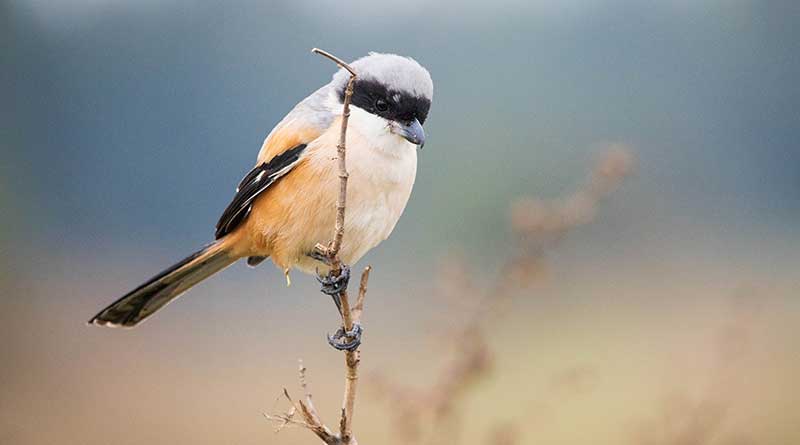 2021-Jan-Guilin-Yang-Bird-shoot-(1-of-1)-4