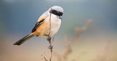 A nature walk in the Haikou countryside with ox, ducks and the Long-tailed Shrike A-nature-walk-in-the-Haikou-countryside-Long-tailed-Shrike