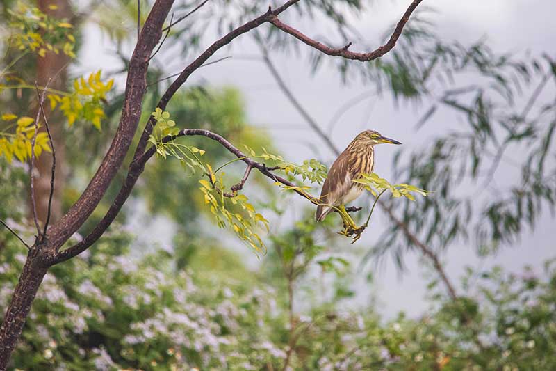 Chinese-Pond-Herons-Meishi-wetland-park-(1)