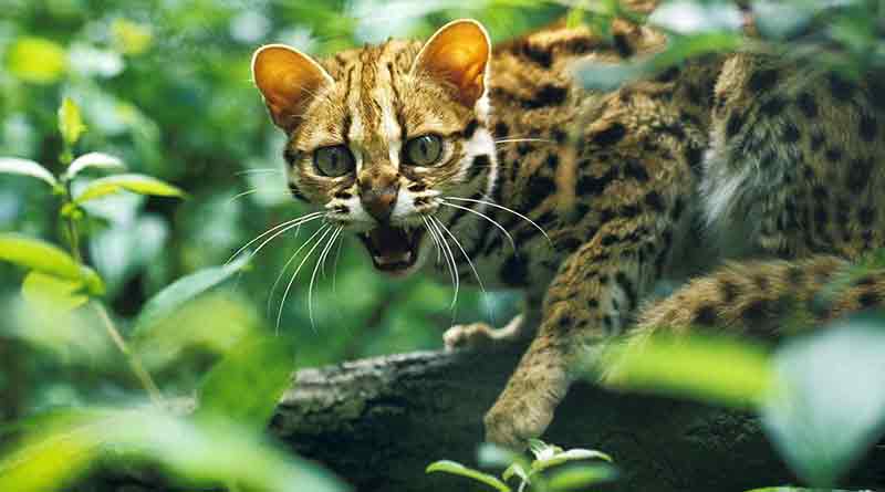 leopard-cat