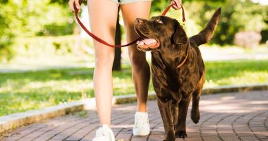 It is prohibited to breed or raise the following dogs in Haikou City Dog-walk