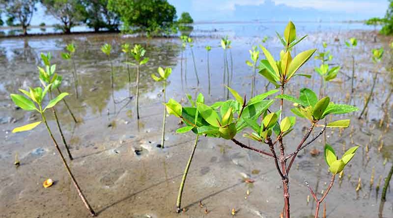 small-mangrove-forest-area