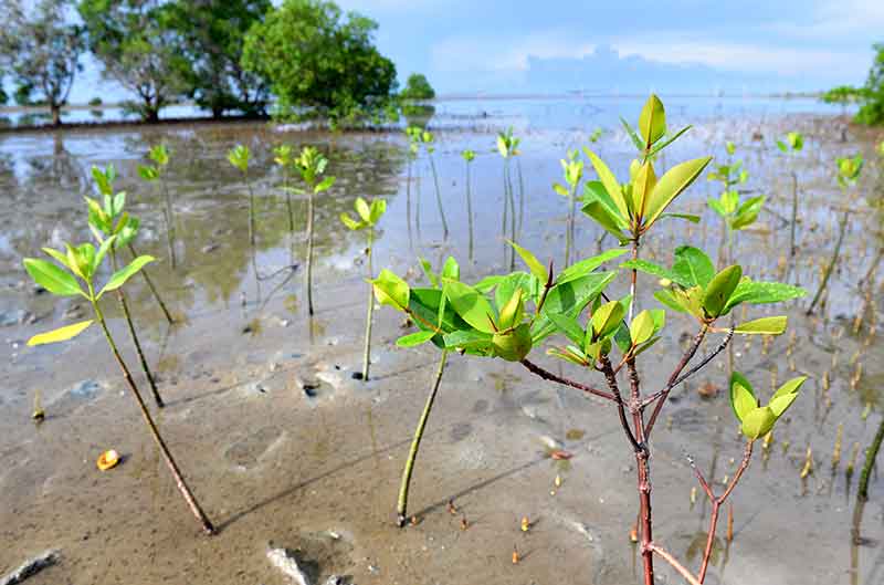 small-mangrove-forest-area