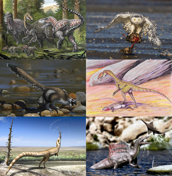 Diversity of theropod dinosaurs.