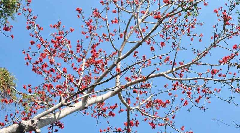 Plants, trees and wildlife in Hainan