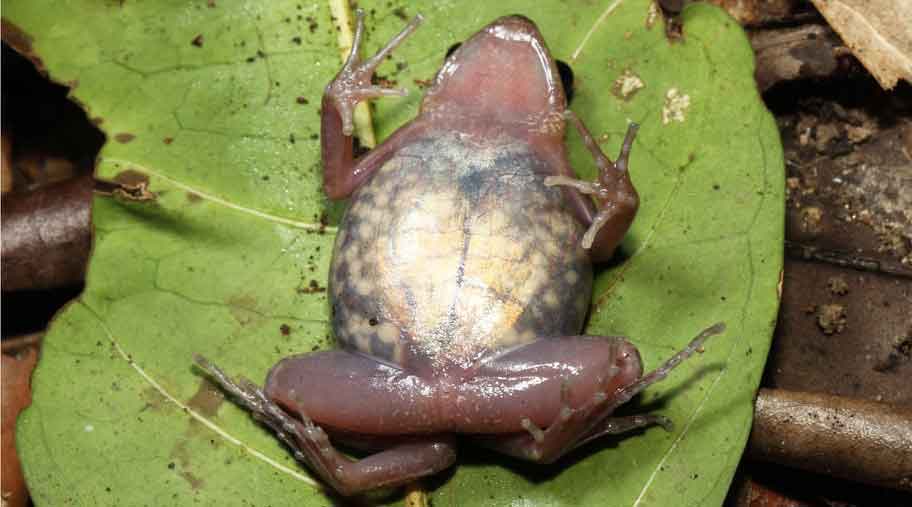 Micryletta immaculate, New-species-of-frog-image