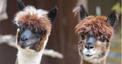 Warmpaca alpaca products will be on show at the International Consumer Products Expo Alapaca wool products will be on display at the Consumer goods expo