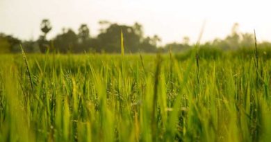 Jiangdong garden project, a revitalization of city farmland. Jiangdong-rice-fields-in-Haikou-Hainan-island-free-trade-port
