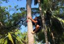 San yue san folk festival coconut climbing competition