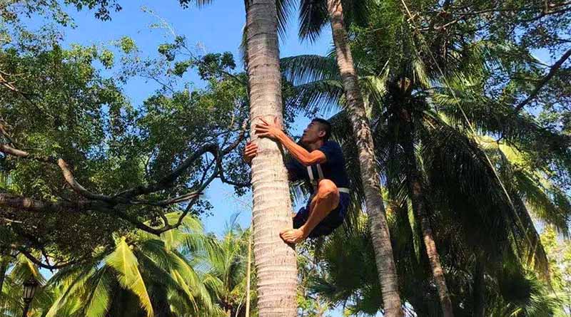 San yue san folk festival coconut climbing competition