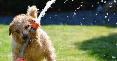 Hot tips for keeping your doggies cool this summer hot tips for keeping your dog cool this summer in Hainan