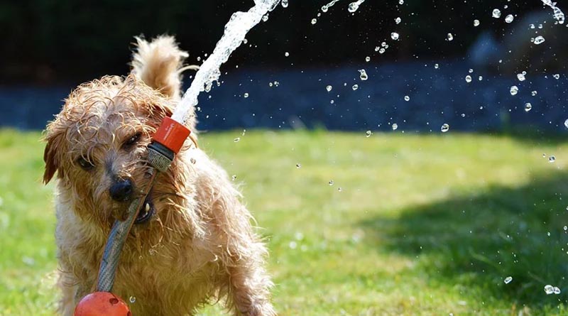hot tips for keeping your dog cool this summer in Hainan