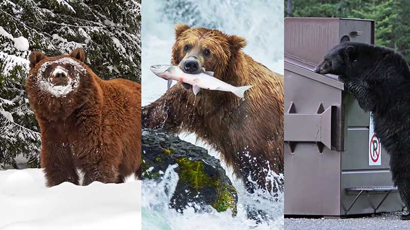 At higher latitudes, conditions can vary substantially throughout the year, animals have to be adaptable.