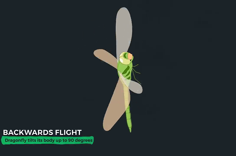 Dragonflies can fly backwards