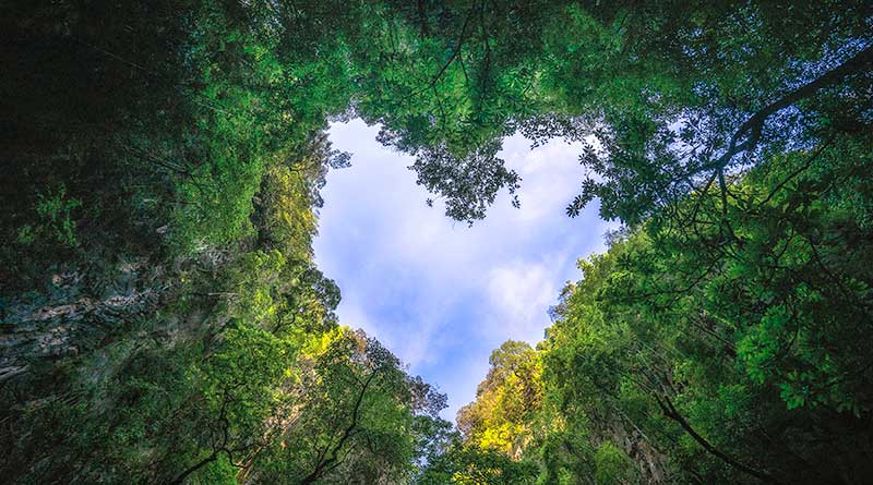 Rainforest-feature-image