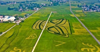 Sichuan farmers recreate Bronze Age gold mask in rice, spanning an area of 75 football pitches Rice-mask