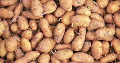 School cafeterias in Hainan are not allowed to produce or sell these foods Sprouting-potato