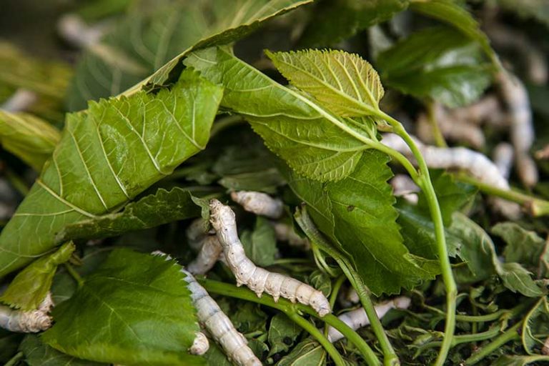 Why exactly is it so important to protect Hainan’s rainforests