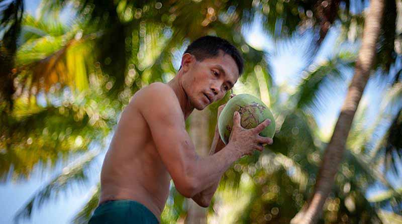Coconut prices in Haikou are rising