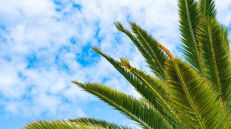 Coconut prices in Haikou drop