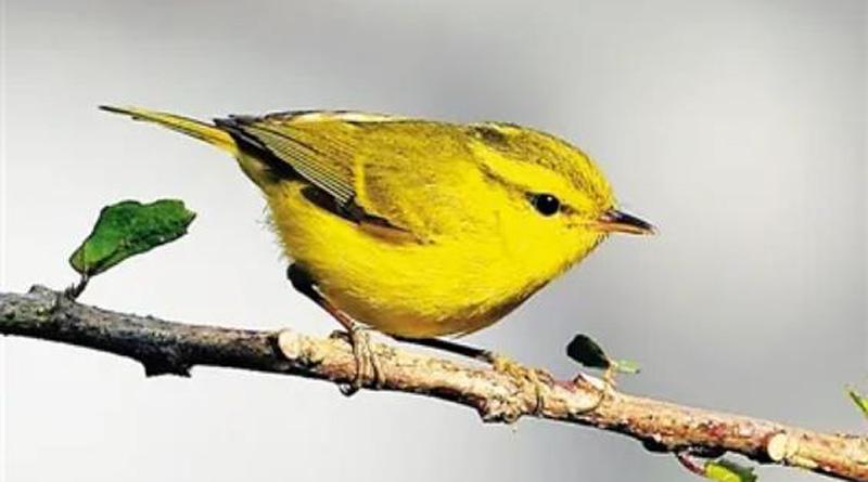Endemic birds in Hainan The Hainan Leaf Warbler
