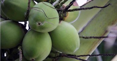Development of the coconut industry in Hainan Province Coconut industry in Hainan