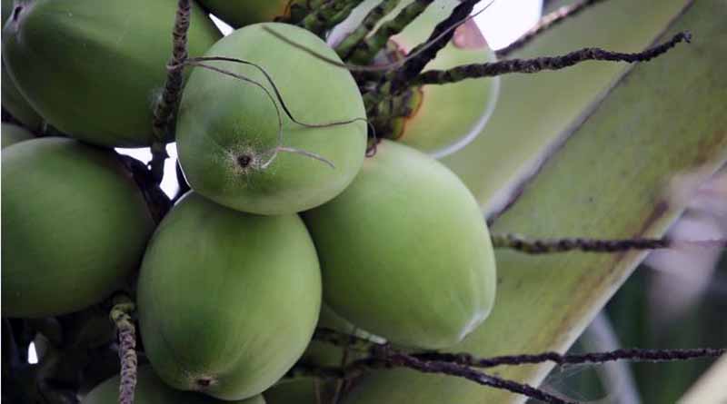 Coconut industry in Hainan