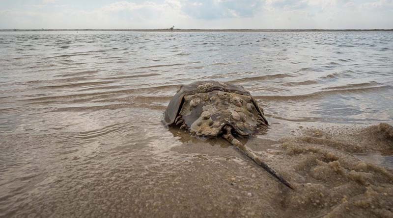 Chinese horseshoe crabs Hainan Island