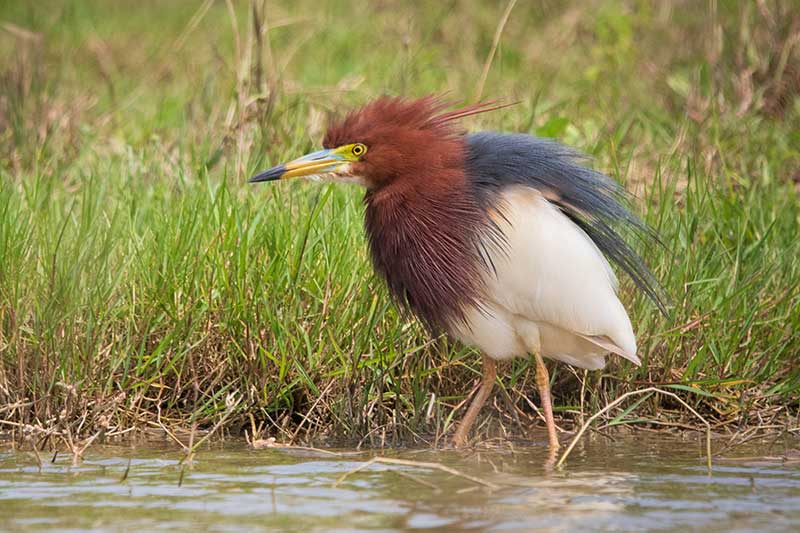 Chinese-Pond-Heron-Breeding-Plumage-2