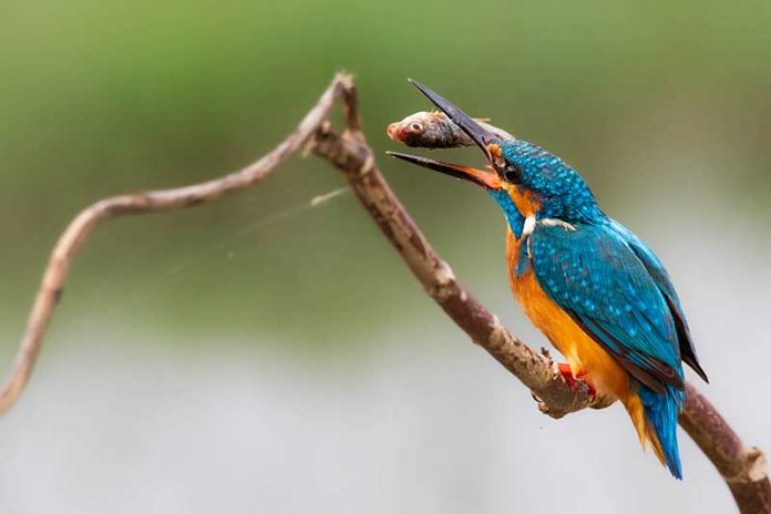 Common-kingfisher-Hainan-1