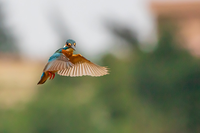 Common-kingfisher-Hainan-2