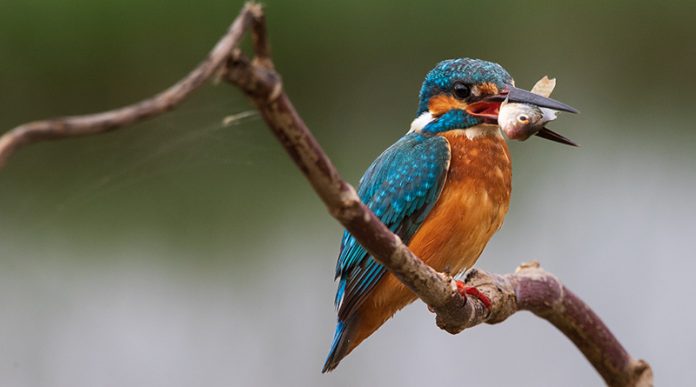 Common-kingfisher-Hainan-feature-Image