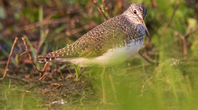 Green-Sandpiper-Feature-image