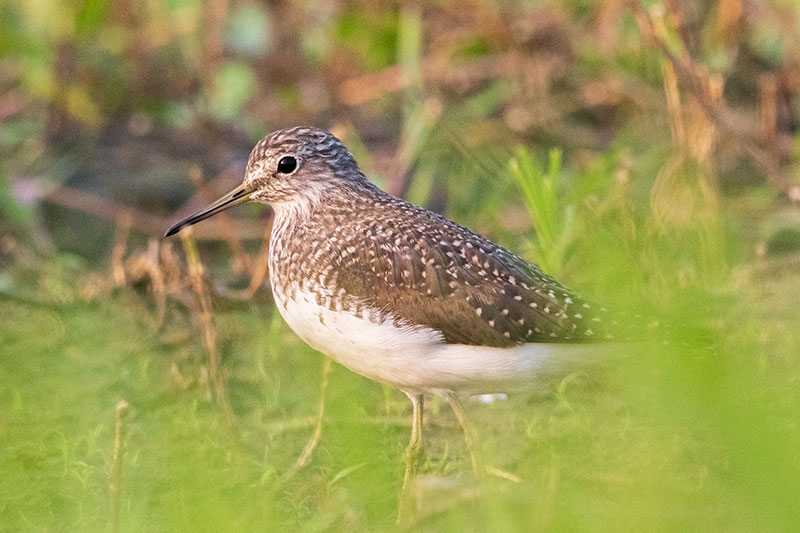 Green-Sandpiper