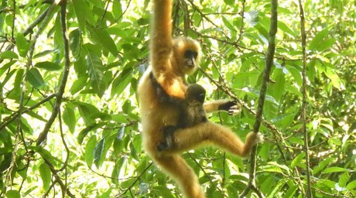 Newborn-rare-gibbon-spotted-in-Hainan-national-park