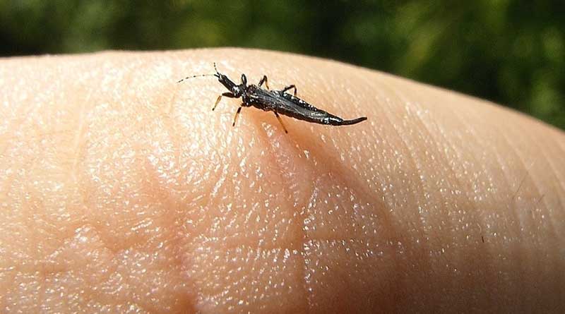 Thrips on human skin are not dangerous