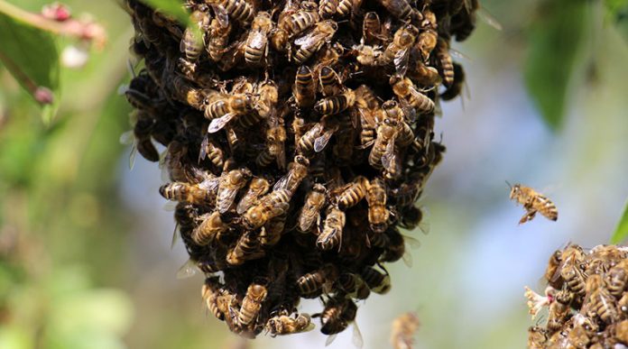 Bees swarm residents house in Meilan district. Alert, it’s active bee season