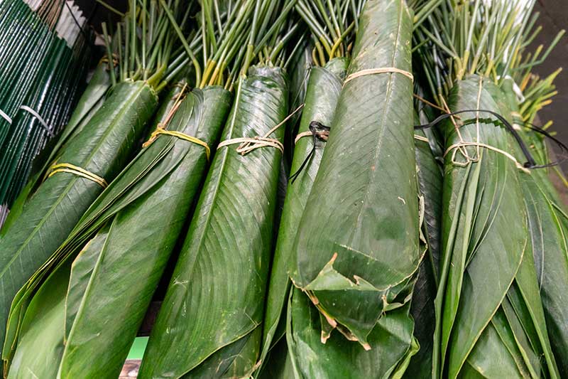 leaves for wrapping zongzi 