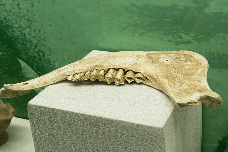 Bone in wen bi feng museum