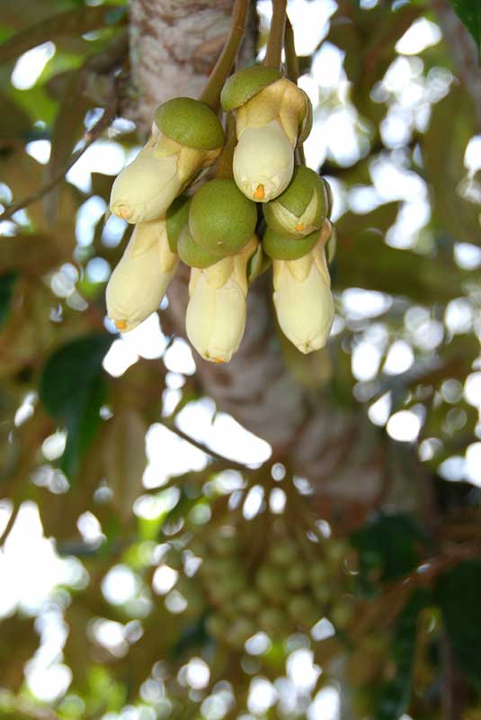 Durian_flower