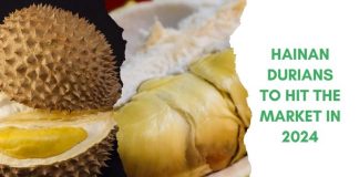 Hainan Durians To Hit Market in 2024