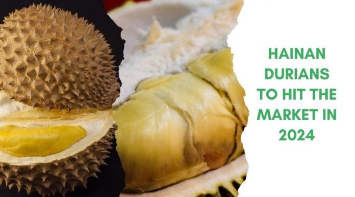 Hainan Durians To Hit Market in 2024