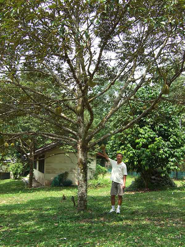 Juvenile durian tree in Malaysia. Mature specimens can grow up to 50 metres (160 feet).