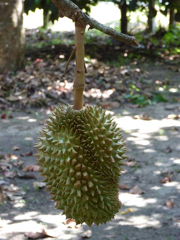 durian-6008197_1920