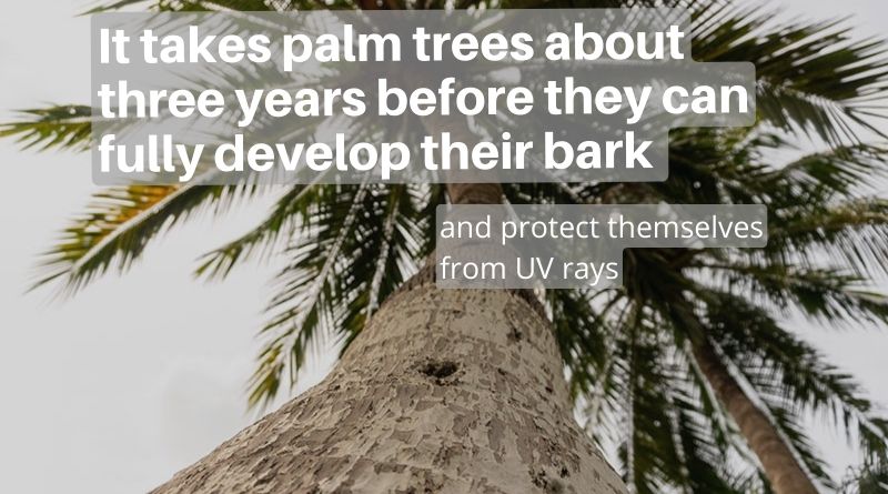 It takes palm trees about three years before they can fully develop their bark