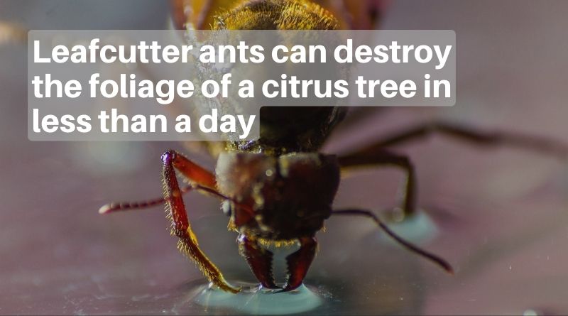 Leafcutter ants are an extremely aggressive insect