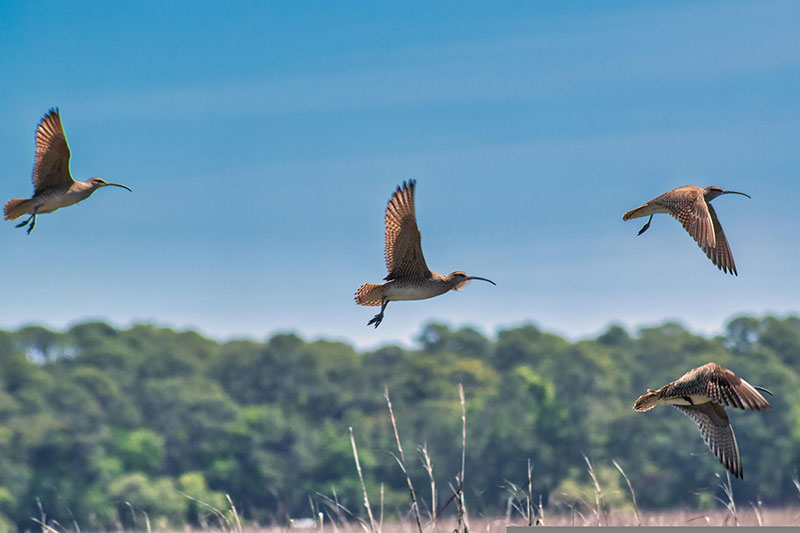 Migrating-whimbrel