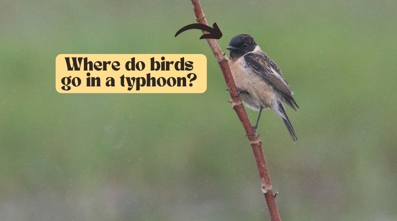 Trees and shrubs can dramatically reduce wind speeds and can keep birds dry even during a torrential downpour.